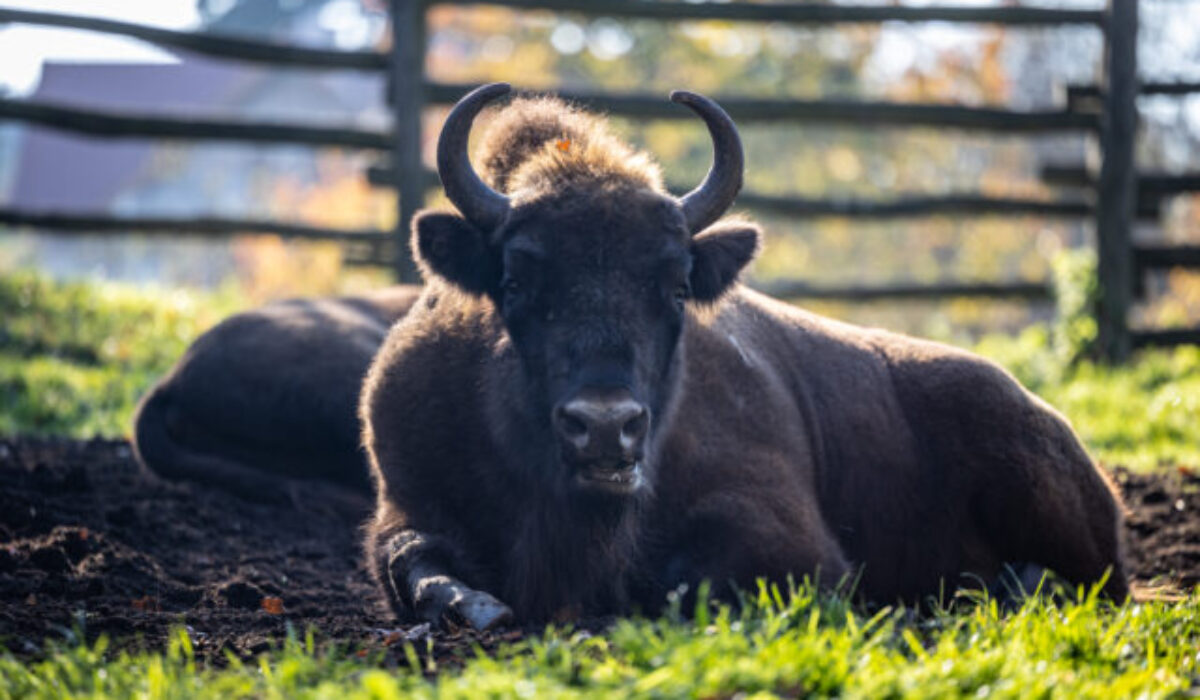 V bratislavskej ZOO pribúdajú nové výbehy pre zvieratá, deti sa môžu tešiť na komentované kŕmenie a areálové hry (foto)