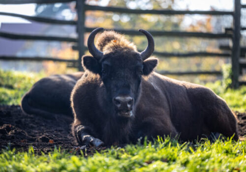 V bratislavskej ZOO pribúdajú nové výbehy pre zvieratá, deti sa môžu tešiť na komentované kŕmenie a areálové hry (foto)