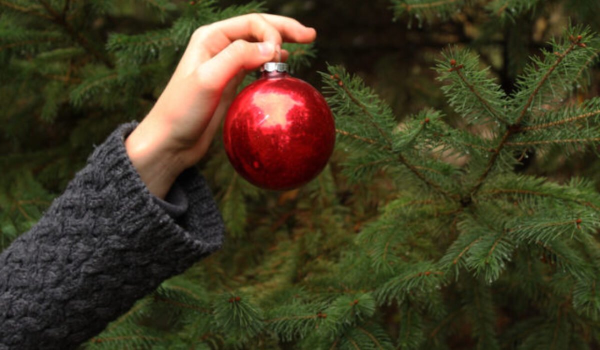 Slobodná národná galéria pokračuje v tradícii, v Bratislave možno vidieť Slobodný národný stromček