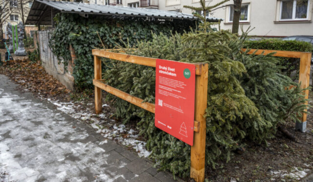 Vianočné stromčeky dostali druhý život. Bratislava ich využila do poslednej triesky, zmenili sa na knižnice a mulč