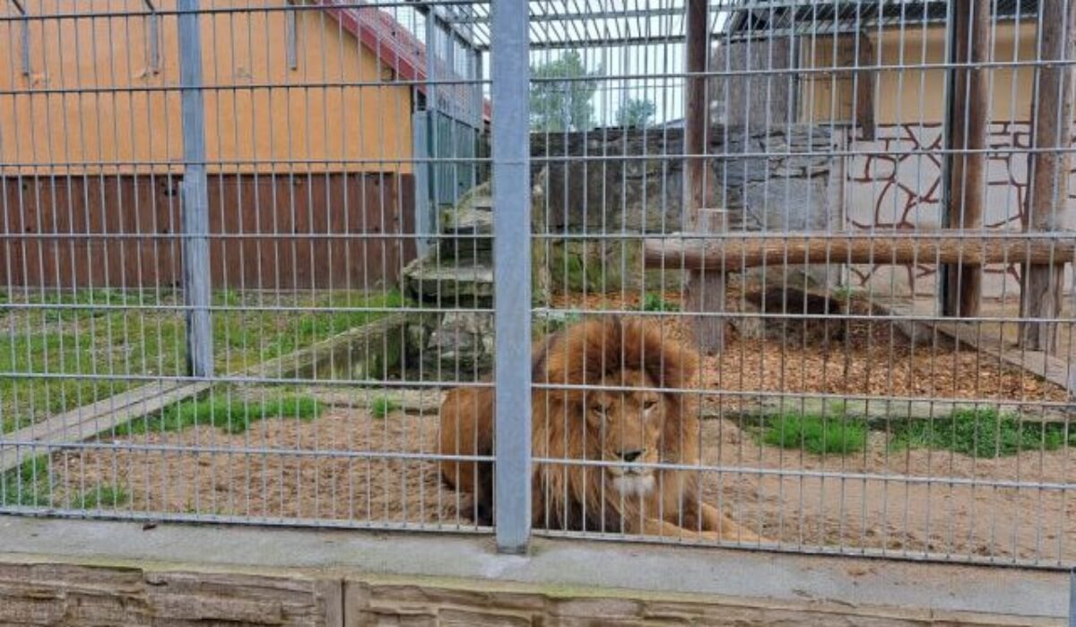 Zoologická záhrada v Spišskej Novej Vsi postaví levovi Lordovi nové bývanie, kde by mohol byť chovaný aj párik levov