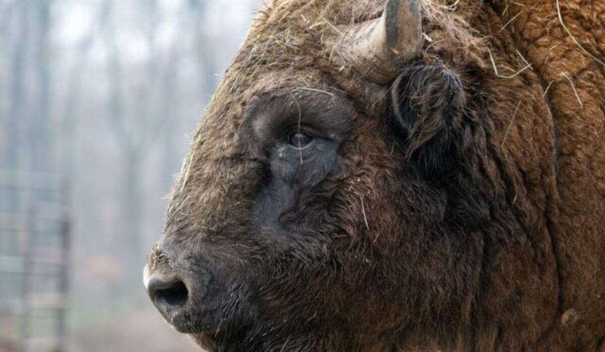 Bratislavská ZOO čelí ďalšej neľahkej výzve, chce ochrániť zvieratá, no môže to byť pre ňu likvidačné