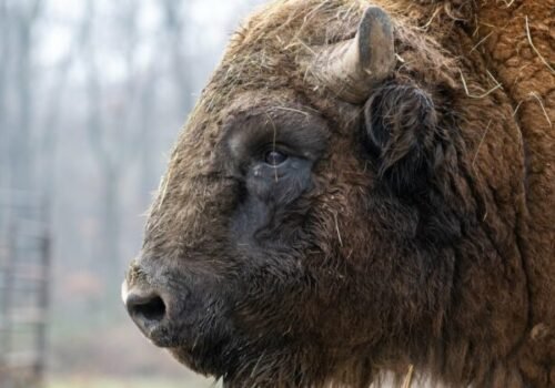 Bratislavská ZOO čelí ďalšej neľahkej výzve, chce ochrániť zvieratá, no môže to byť pre ňu likvidačné