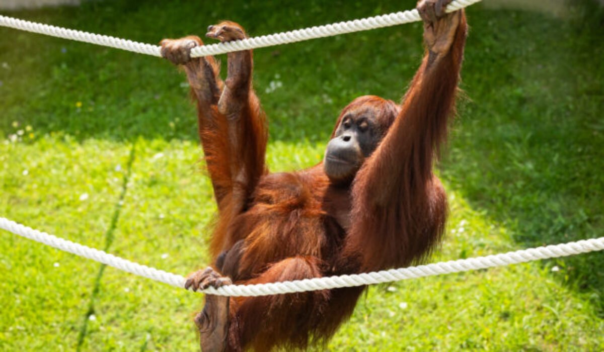 ZOO Bratislava si pripomína 65. výročie od svojho otvorenia, stará sa o viac než tisíctristo zvierat