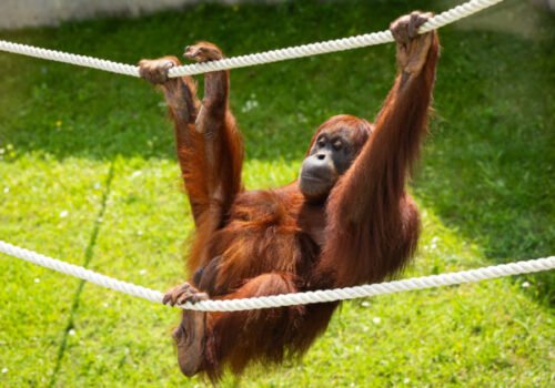 ZOO Bratislava si pripomína 65. výročie od svojho otvorenia, stará sa o viac než tisíctristo zvierat
