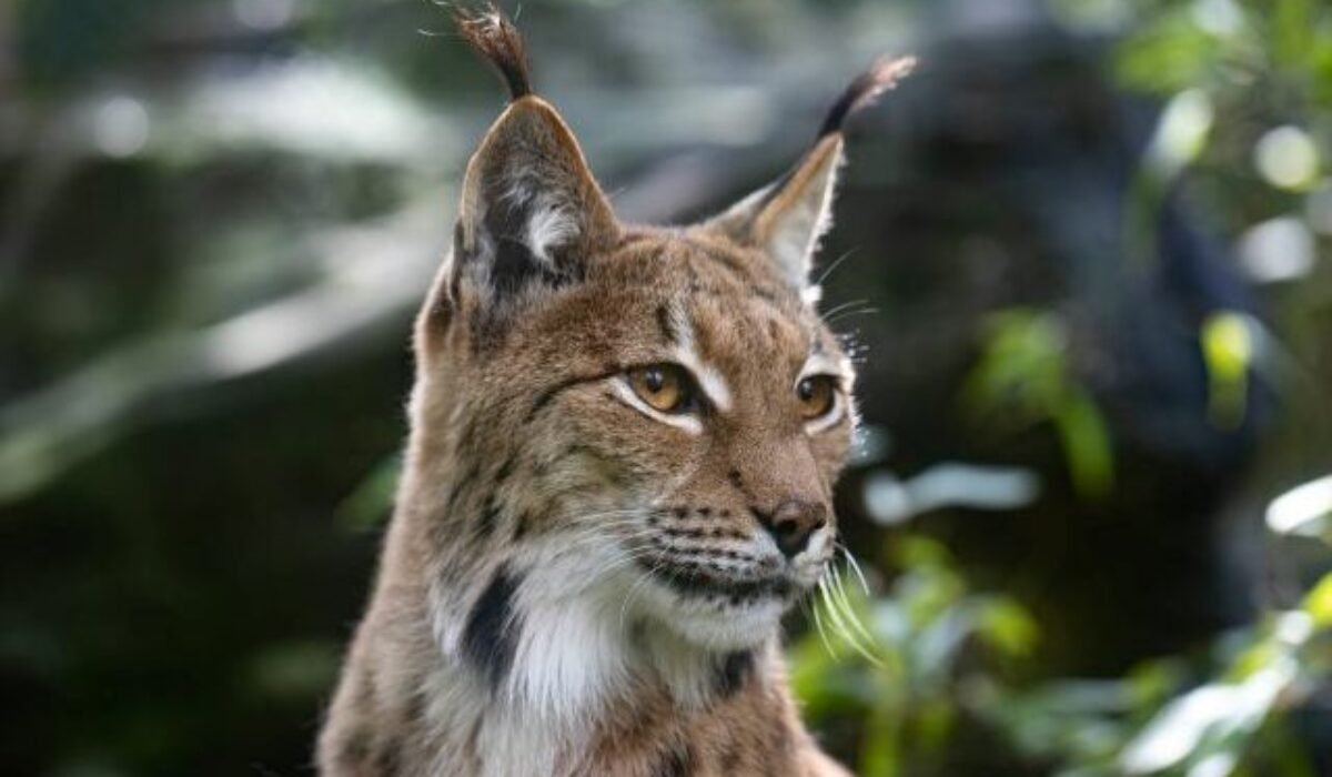 ZOO Bratislava oslavuje Medzinárodný deň rysov, v sobotu otvorí ich nový výbeh