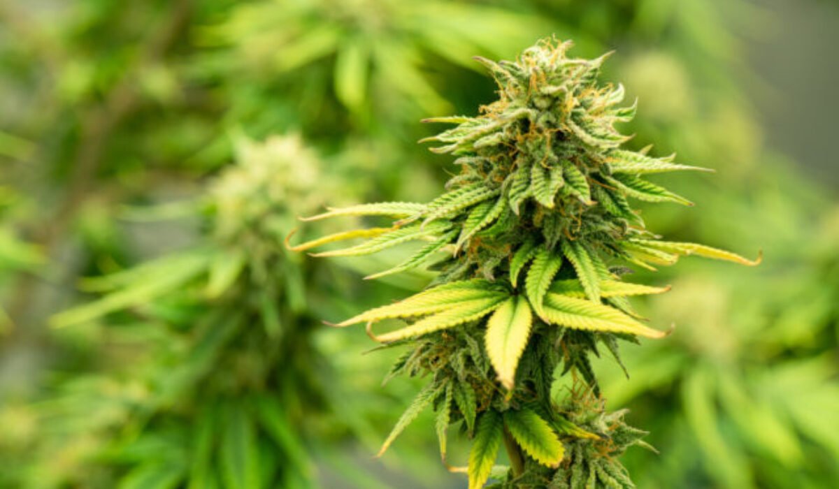 Deti sa intoxikovali po konzumácii potravinového produktu, zistili v ňom THC