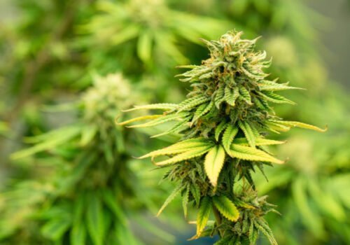Deti sa intoxikovali po konzumácii potravinového produktu, zistili v ňom THC