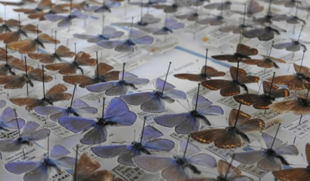 Vďaka podpore FPU sa Východoslovenskému múzeu podarilo zakúpiť vzácnu entomologickú kolekciu motýľov