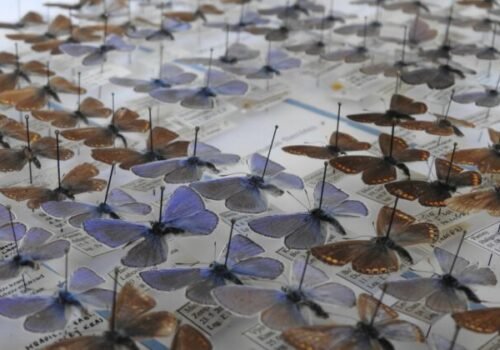 Vďaka podpore FPU sa Východoslovenskému múzeu podarilo zakúpiť vzácnu entomologickú kolekciu motýľov
