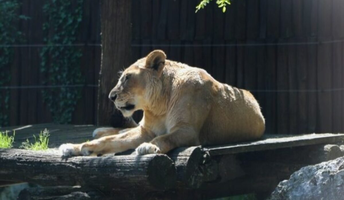 Bratislavská ZOO musela uspať 21-ročnú levicu Jawu a prišla aj o rysa veterána menom Drákula