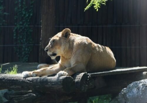 Bratislavská ZOO musela uspať 21-ročnú levicu Jawu a prišla aj o rysa veterána menom Drákula