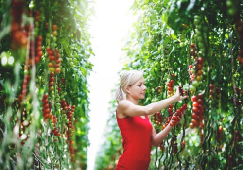 Ako a kde sa pestuje slovenská zelenina? Moderné technológie, špičkové osivá a farmári, ktorí myslia na budúcnosť