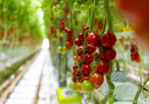 Slovenské potraviny bodujú vo svete