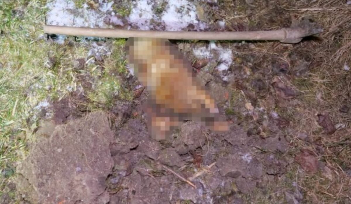 Muž z Klenovca brutálne dobil psa svojej družky, usmrtil ho motykou. Hrozí mu až trojročné väzenie – FOTO