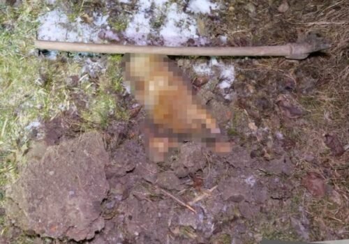 Muž z Klenovca brutálne dobil psa svojej družky, usmrtil ho motykou. Hrozí mu až trojročné väzenie – FOTO