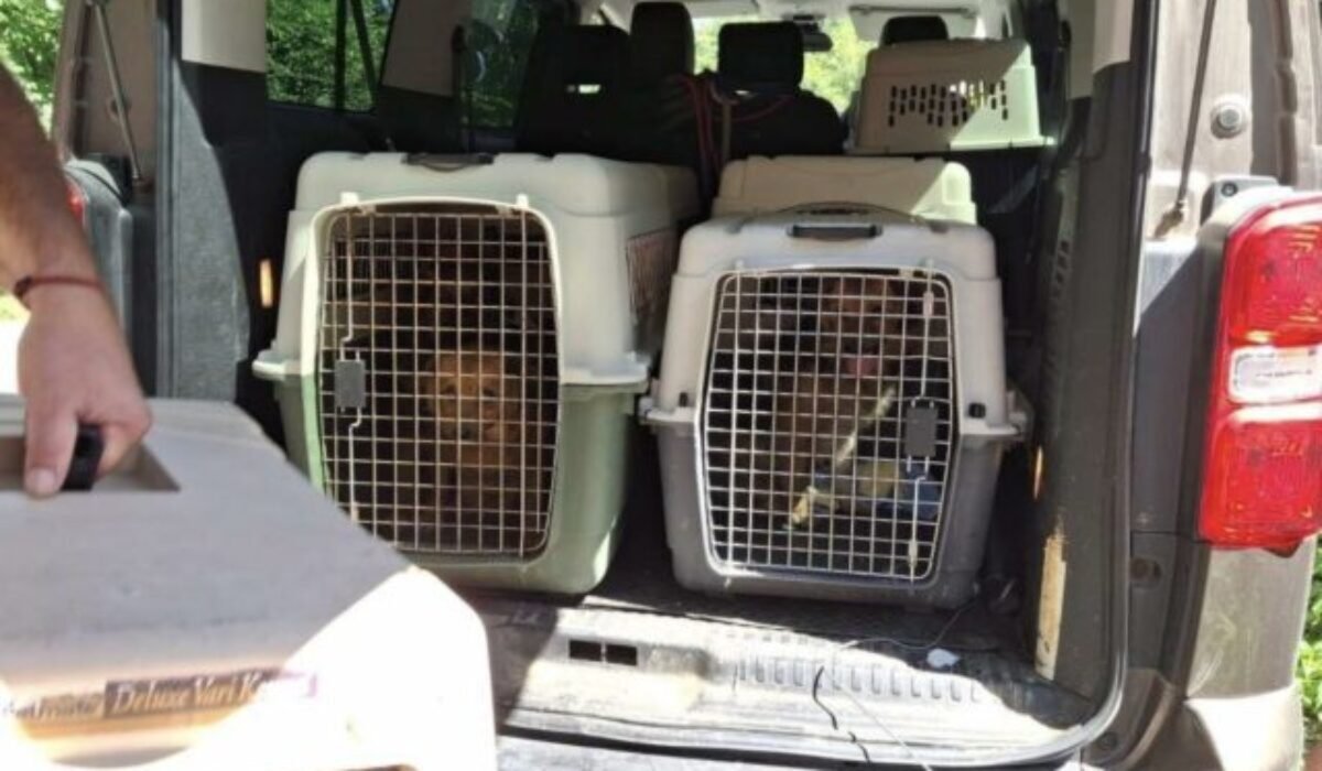 Enviropolícia odhalila nelegálny chov desiatok psov v okrese Prievidza, v dome našli aj tri mŕtve šteňatá – FOTO