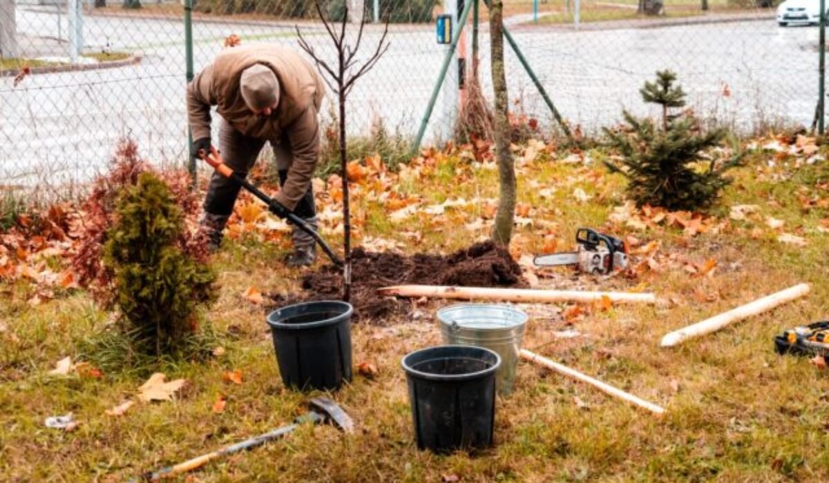 21285_533076055_1208489751309264_4800790183687368601_n-640x420.jpg Mesto Trnava aj v tomto roku prináša obyvateľom Strom do domu, zabezpečí výsadbu aj ukotvenie