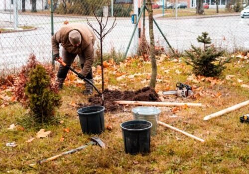 Mesto Trnava aj v tomto roku prináša obyvateľom Strom do domu, zabezpečí výsadbu aj ukotvenie