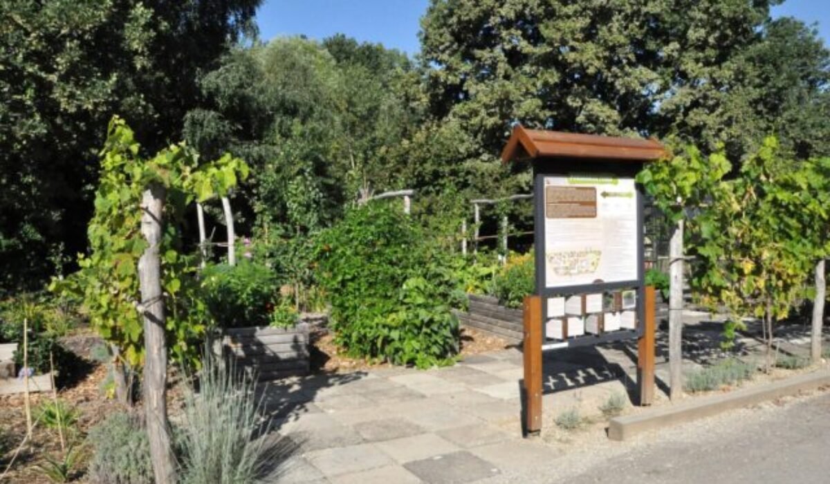 Permakultúrna záhrada nitrianskej SPU ponúka netradičné plody, jedlé kvety aj liečivé bylinky