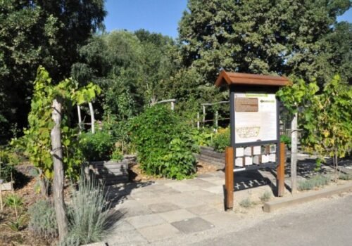 Permakultúrna záhrada nitrianskej SPU ponúka netradičné plody, jedlé kvety aj liečivé bylinky