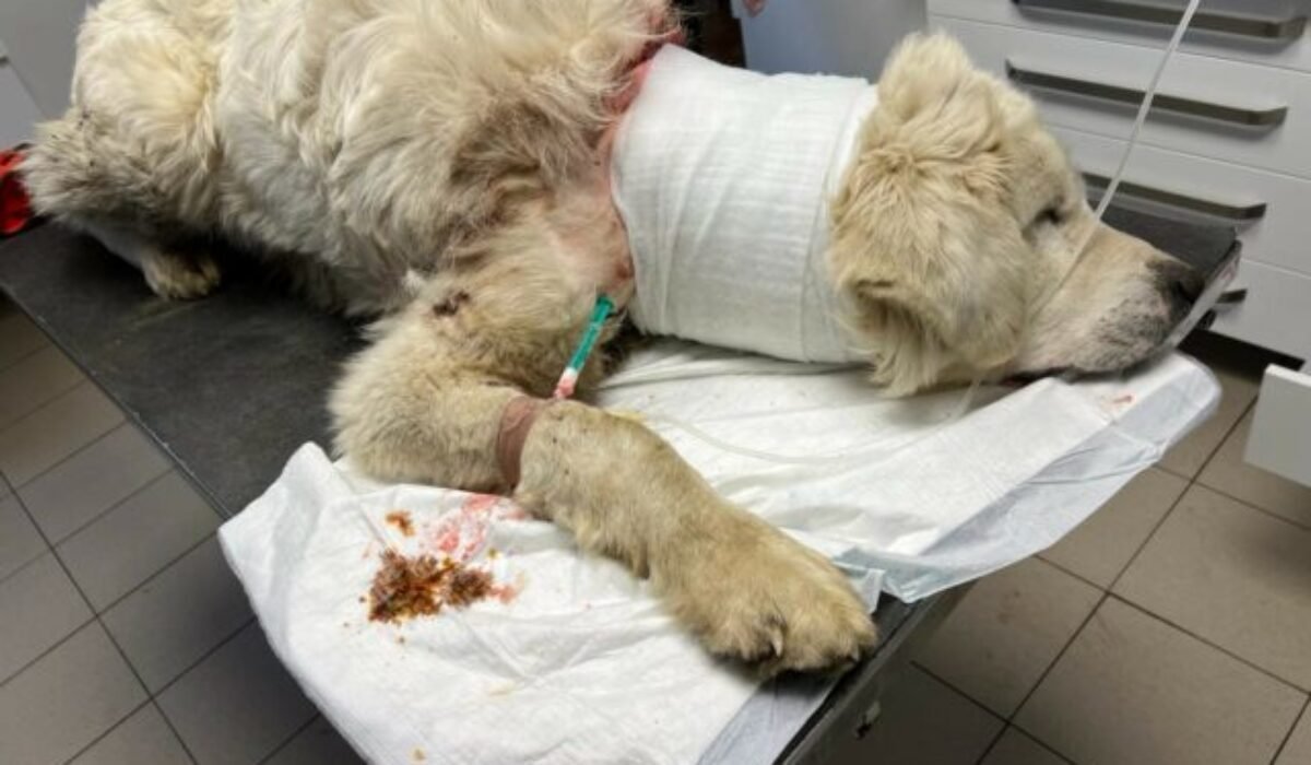 Muža z obce Ihľany odsúdili za týranie zvierat, hrubá reťaz spôsobila čuvačovi hlboké rany