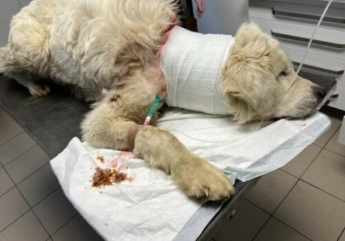 Muža z obce Ihľany odsúdili za týranie zvierat, hrubá reťaz spôsobila čuvačovi hlboké rany