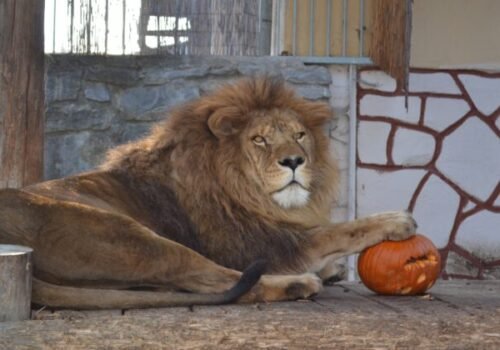 Z pustnúceho parku vznikla zoologická záhrada, dnes v nej žije vyše 500 zvierat a 130 druhov