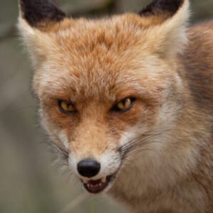Líšky si urobili noru na šiestom poschodí paneláka
