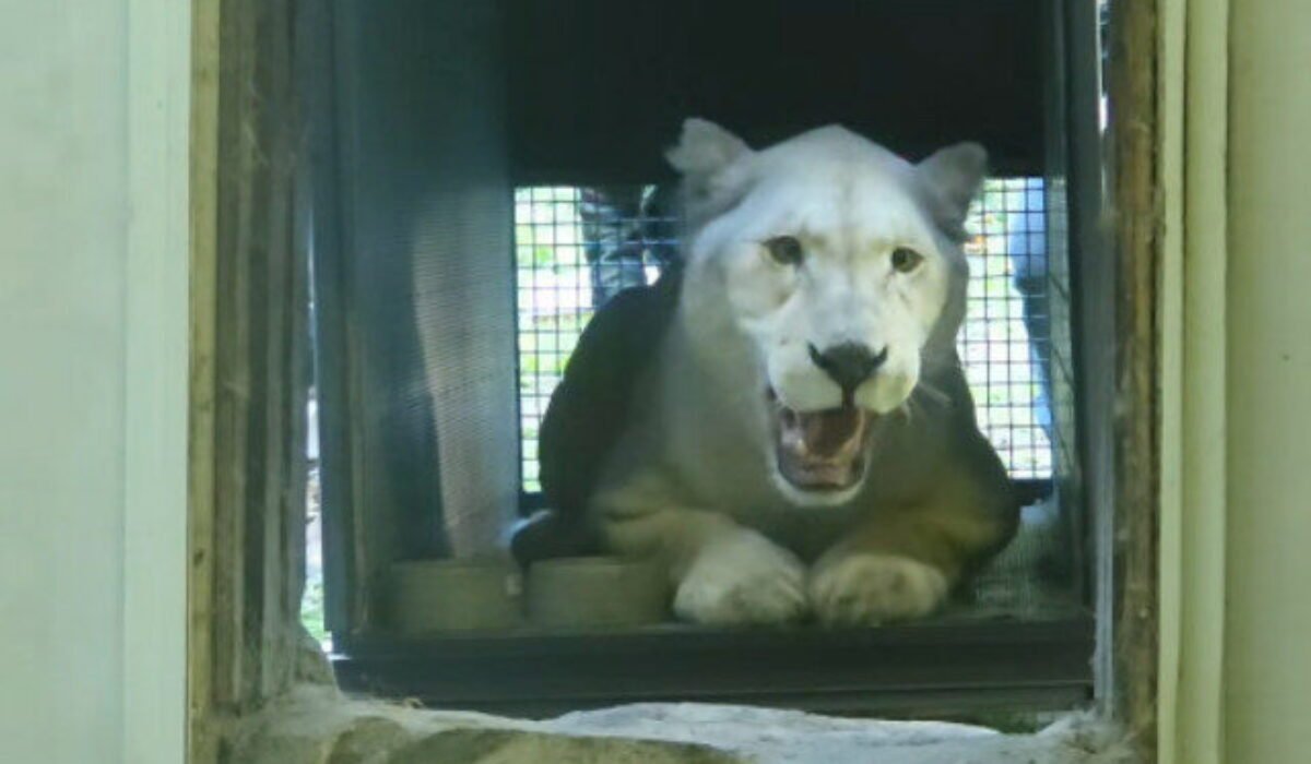 ZOO Bratislava má novú samicu leva juhoafrického, na nové prostredie si stále zvyká – VIDEO
