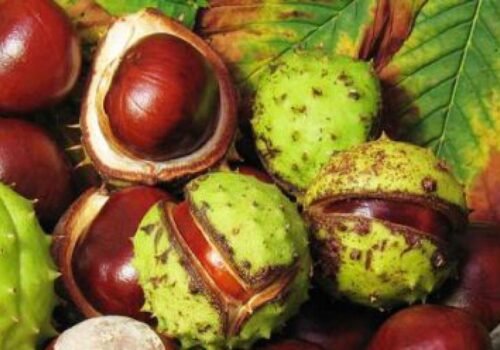 Čaro jesene pre celú rodinu: Prečo si vyjsť nazbierať gaštany