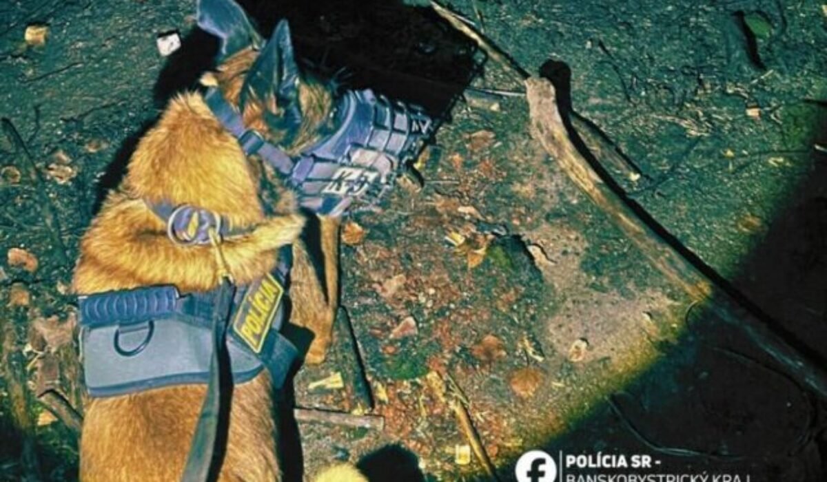 28189_policajny-pes-max-640x420.jpg Policajný pes Max pomohol so zadržaním trojice zlodejov, a to iba párkrát zaštekal – FOTO