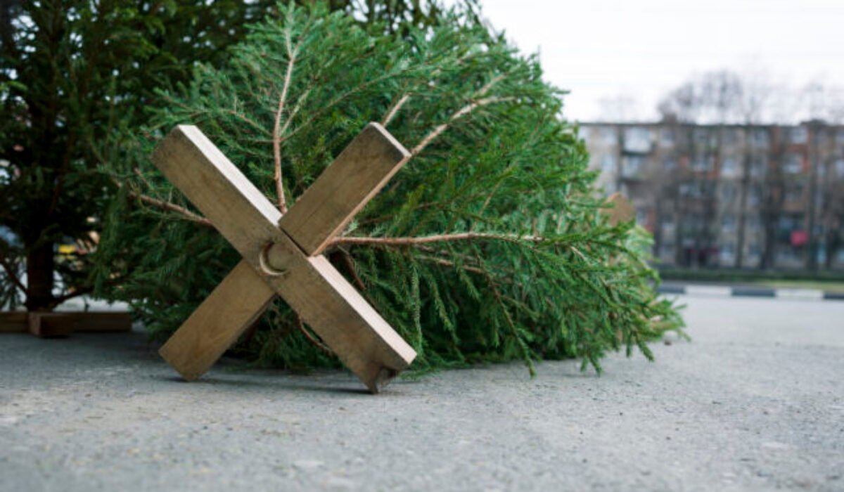 Na námestí v Nitre už stojí vianočný stromček, mesto našlo náhradu za zlomený – VIDEO