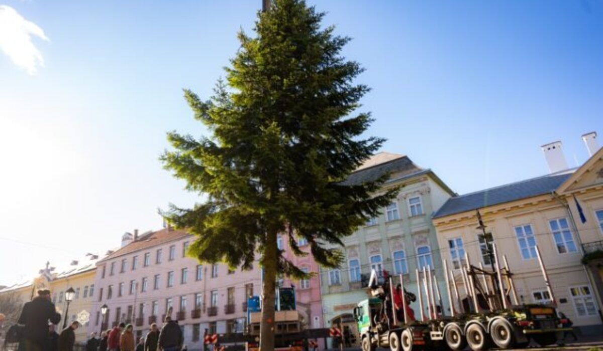 Košickú Hlavnú ulicu zdobí vianočný stromček, jedľa biela pricestovala do metropoly východu z Kysaku – VIDEO, FOTO