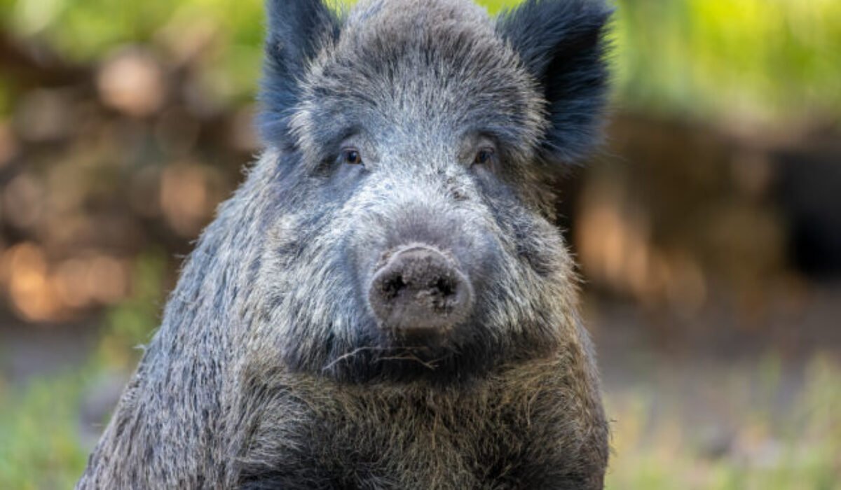 Kuriózna scéna v nákupom centre, pobehoval v ňom diviak