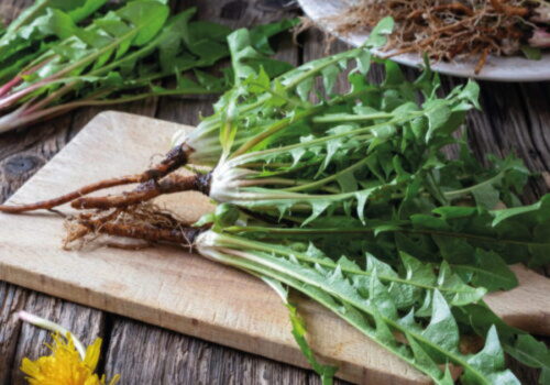 Táto „obyčajná burina“ môže zachrániť vašu pečeň aj trávenie