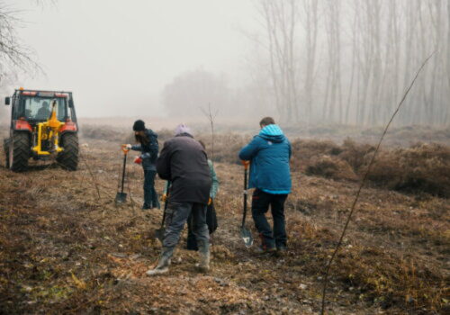 Kým ľudia doma zdobia vianočné stromčeky, v Číčove sadia pôvodné dreviny. Zentiva podporila obnovu lužných lesov