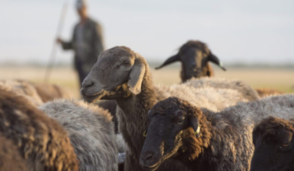 Na Spiši patrili k vianočným sviatkom aj pastieri, boli súčasťou divadelných hier i kolied