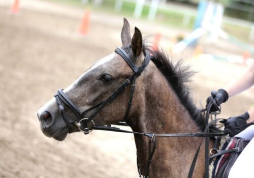 Mesto Prešov začína s výstavbou Národného jazdeckého tréningového centra