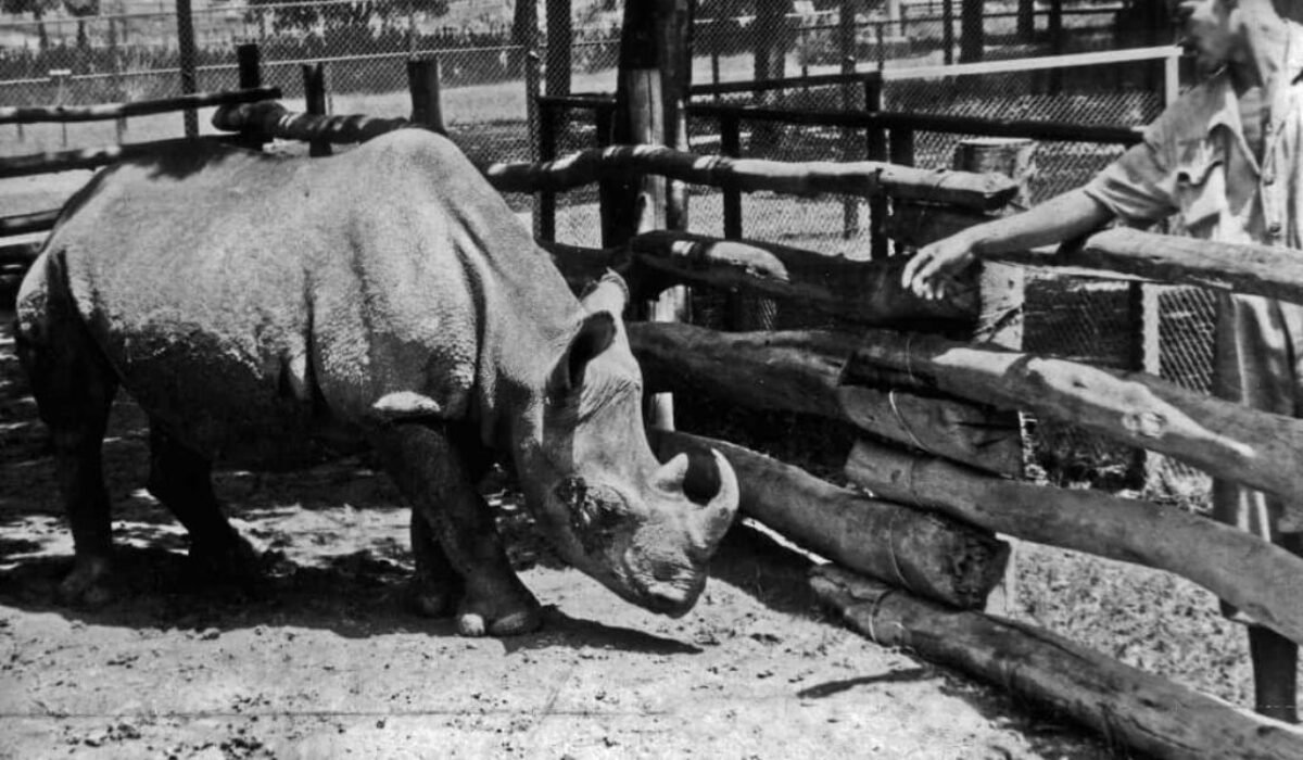 Keď sa poslancom stal … nosorožec!