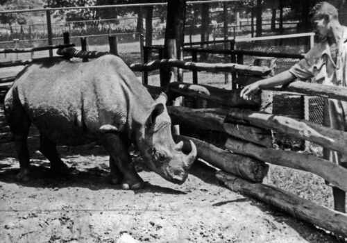 Keď sa poslancom stal … nosorožec!