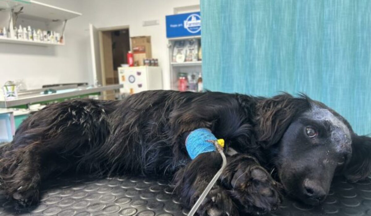 Opakovane ho bil a strieľal mu do hlavy, súd potrestal seniora za obzvlášť kruté týranie psa – FOTO