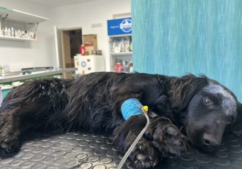 Opakovane ho bil a strieľal mu do hlavy, súd potrestal seniora za obzvlášť kruté týranie psa – FOTO