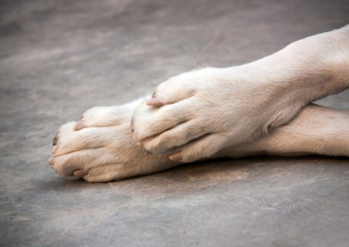 Muž zbil palicou psa tak, že doráňané zviera museli utratiť, dostal 18-mesačnú podmienku