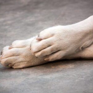 Muž zbil palicou psa tak, že doráňané zviera museli utratiť, dostal 18-mesačnú podmienku