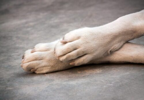 Muž zbil palicou psa tak, že doráňané zviera museli utratiť, dostal 18-mesačnú podmienku