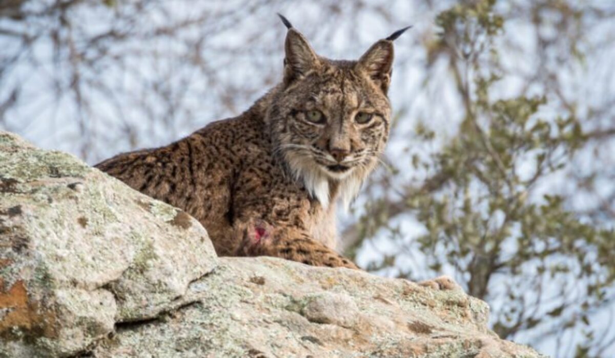 Nové výbehy aj detské ihrisko: ZOO Bratislava pokračuje v modernizácii