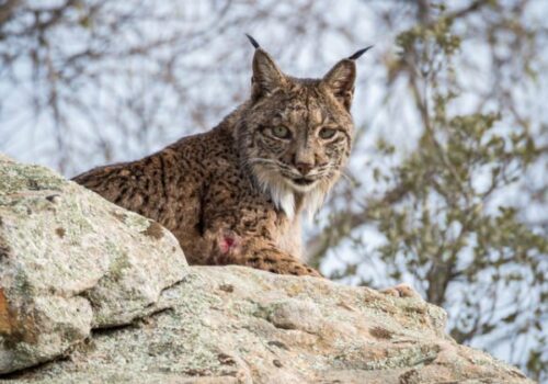 Nové výbehy aj detské ihrisko: ZOO Bratislava pokračuje v modernizácii