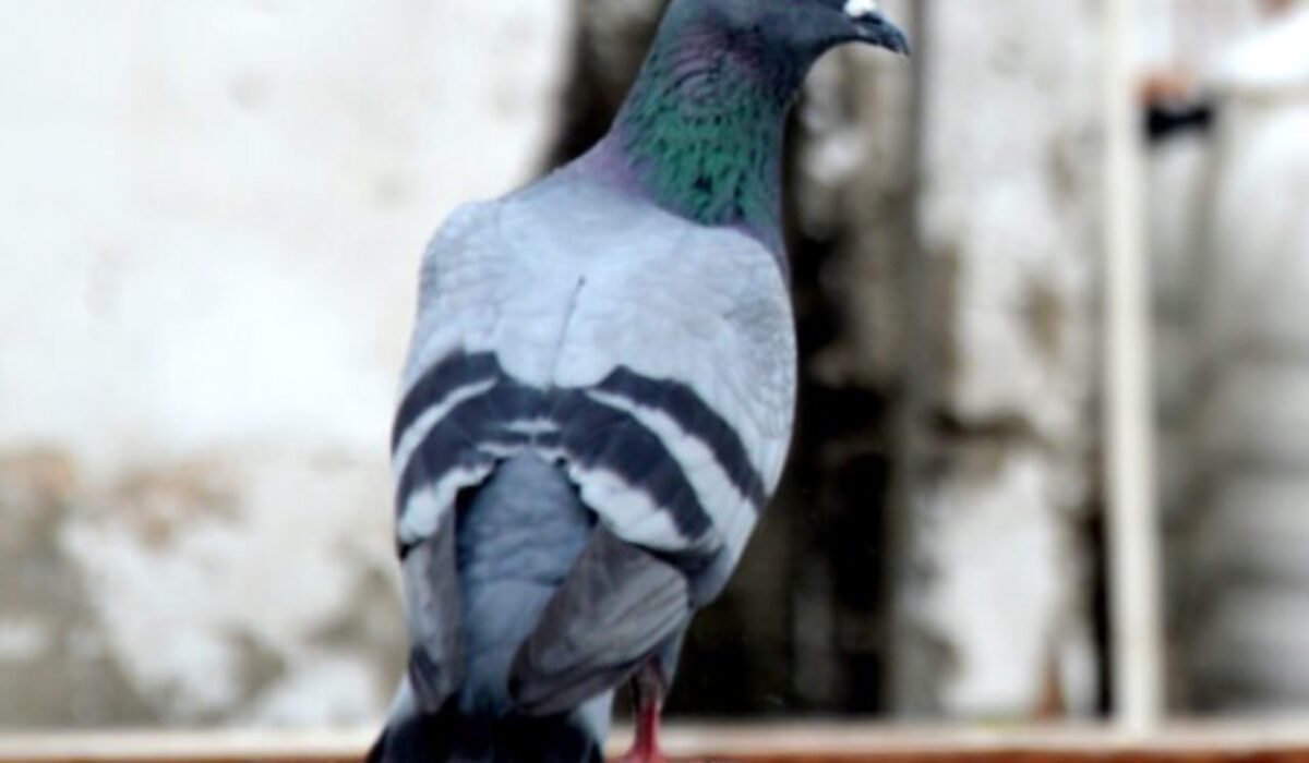 Michalovce zakázali obyvateľom kŕmiť holuby, mesto zaznamenalo zvýšený počet vtákov v centre aj na sídliskách