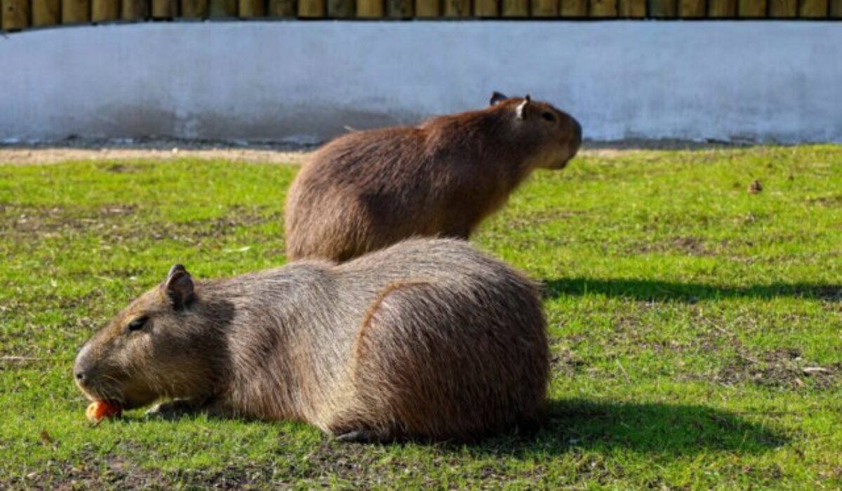ZOO Bratislava pozýva na otvorenie novej sezóny, uskutoční sa aj prvé kŕmenie kapybár